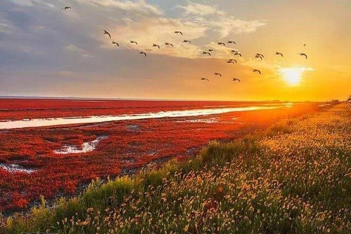 Panjin Red Beach Private Day Tour: Honghai Wetlands & Birdwatching photo 6