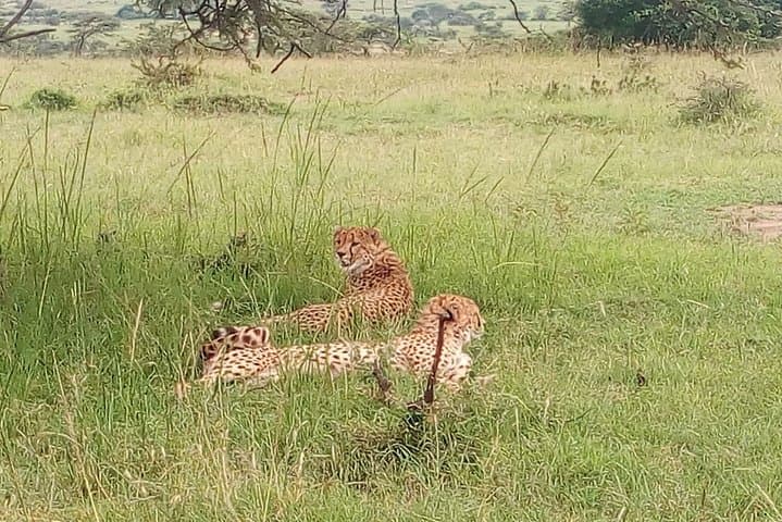 Full-Day Tarangire National Park Safari from Arusha — Elephants, Baobabs & Birds photo 2
