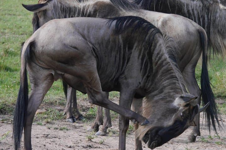 Full-Day Tarangire National Park Safari from Arusha — Elephants, Baobabs & Birds photo 4
