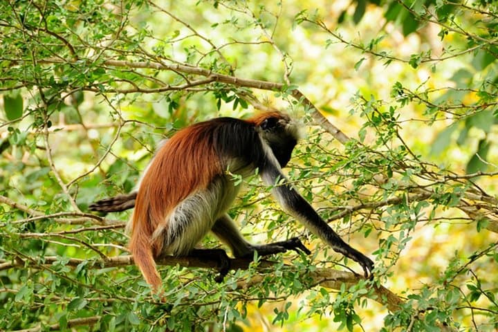 Jozani Forest & Mtende Beach Private Eco Day Trip from Stone Town