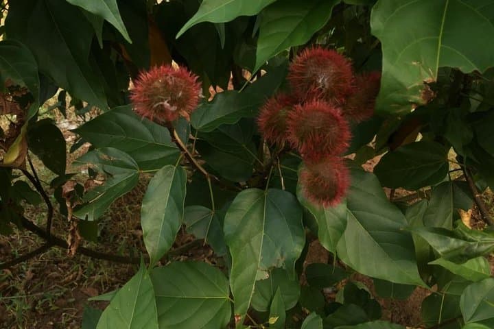 Spice Farm and Jozani Forest Private Tour — Zanzibar Day Trip Guide photo 6