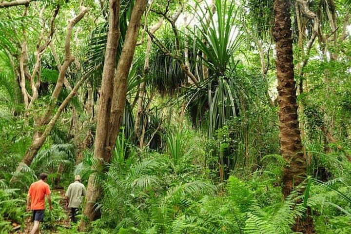 Jozani Forest & Mtende Beach Private Eco Day Trip from Stone Town photo 4