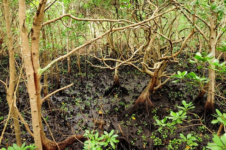 Jozani Forest & Mtende Beach Private Eco Day Trip from Stone Town photo 3