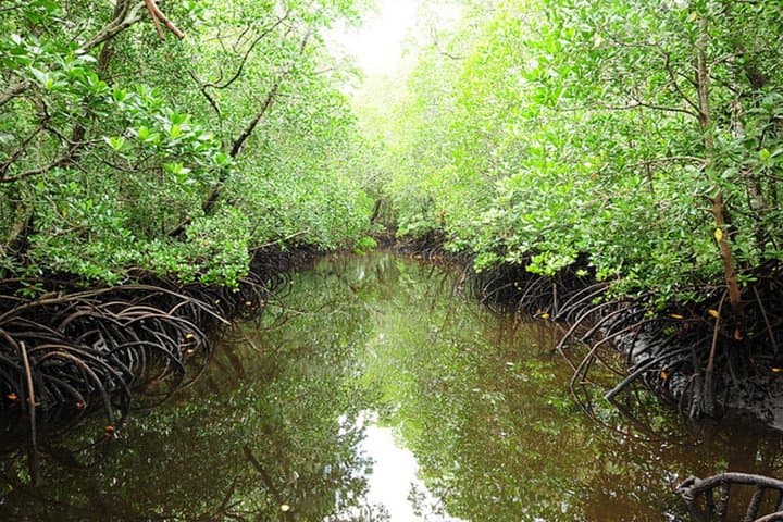 Jozani Forest & Mtende Beach Private Eco Day Trip from Stone Town photo 2