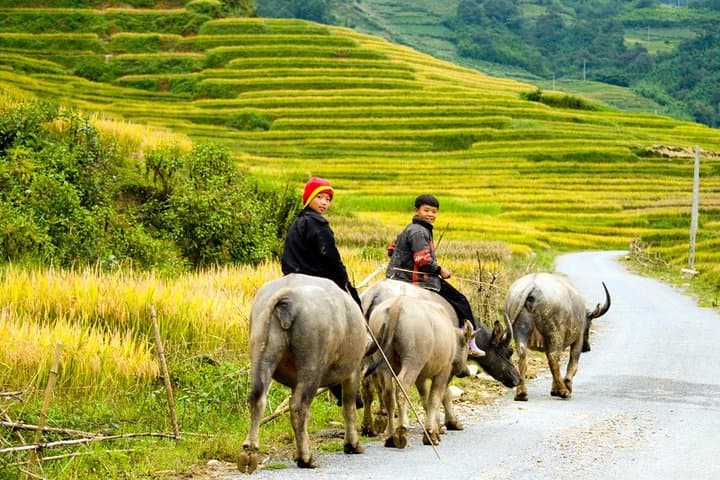 Sapa Villages Trekking and Homestay: 2-Day Y Linh Ho, Lao Chai & Ta Van
