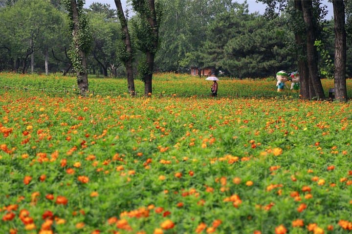 Private Transfer to Fragrant Hill & Beijing Botanical Garden — Self-Guided Day Trip photo 4