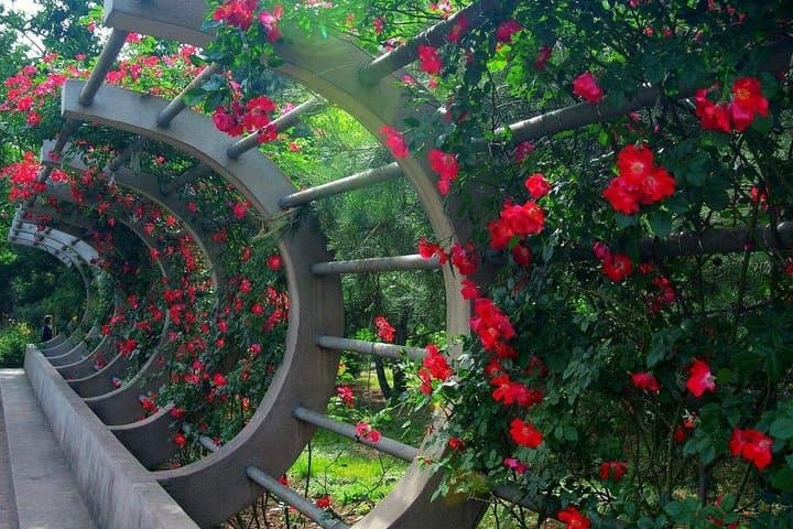 Private Transfer to Fragrant Hill & Beijing Botanical Garden — Self-Guided Day Trip photo 6