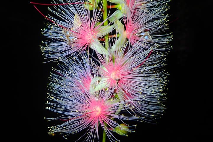 Night Sagari-bana Tour: Watch Iriomote’s One-Night Flower Bloom