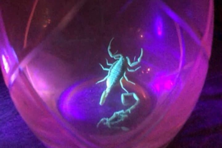 Virtual Las Vegas Night Scorpion & Black Widow Hunt — Live Interactive Tour photo 2