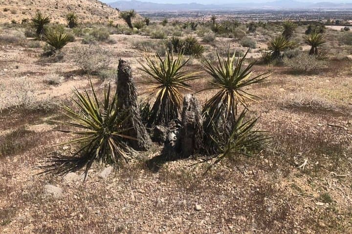 Virtual Las Vegas Night Scorpion & Black Widow Hunt — Live Interactive Tour photo 3