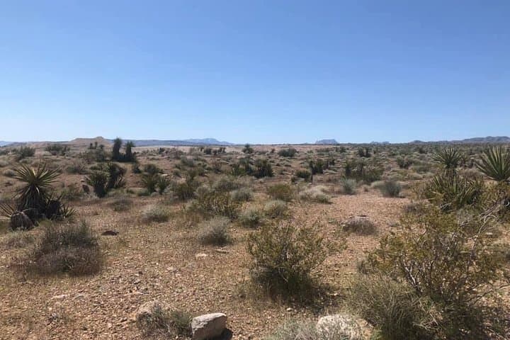 Virtual Las Vegas Night Scorpion & Black Widow Hunt — Live Interactive Tour photo 4