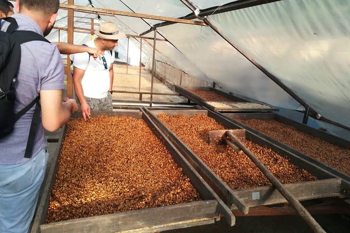 Medellín Coffee Experience: Private Premium Coffee & Tasting Tour photo 5