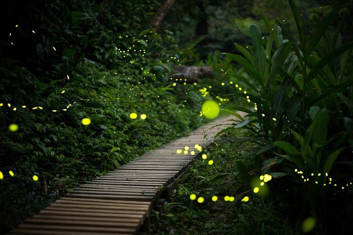 Ishigaki Firefly Night Tour: Yaeyama-Himebotaru Sunset Viewing (Mar–May) photo 3