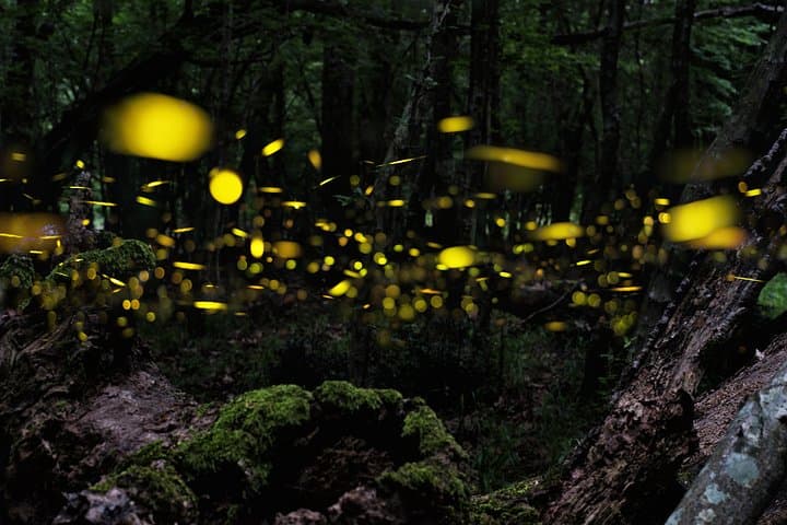 Ishigaki Firefly Night Tour: Yaeyama-Himebotaru Sunset Viewing (Mar–May) photo 2