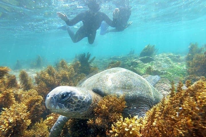 4-Day Galapagos Total Experiences: Isabela & Santa Cruz Wildlife and Snorkel Tour photo 3