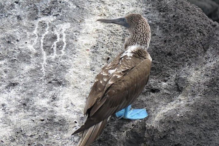 11-Day Galapagos Full Experience: Santa Cruz, Isabela & San Cristobal photo 6