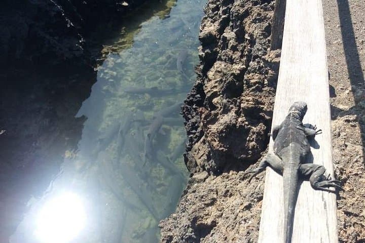 Isabela Island 3-Day Adventure: Lava Tunnels, Tintoreras & Sierra Negra photo 4