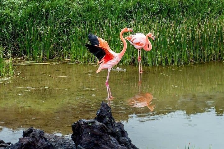 Isabela Island in 2 Days: Wetlands, Tintoreras & Sierra Negra Volcano photo 4