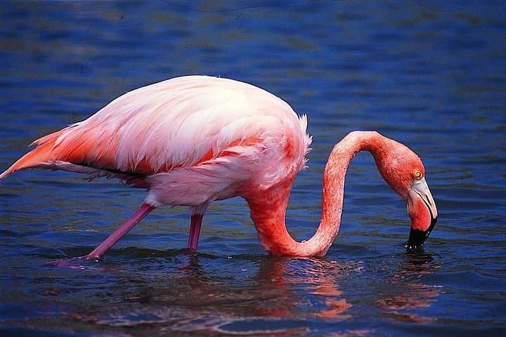 Isabela Island in 2 Days: Wetlands, Tintoreras & Sierra Negra Volcano photo 5