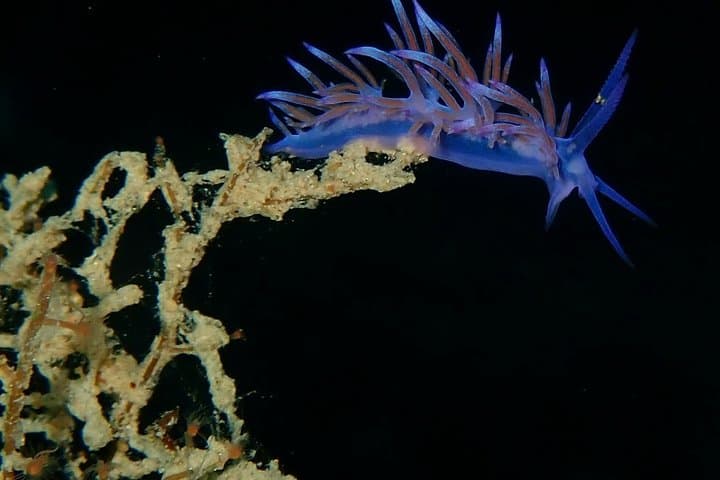 Shore Scuba at Agia Anna: Beginner Dives with Nima Diving Center, Naxos photo 1