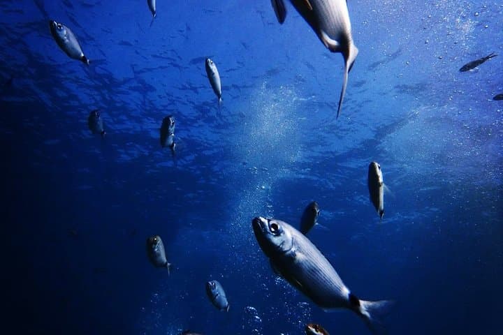 Shore Scuba at Agia Anna: Beginner Dives with Nima Diving Center, Naxos photo 3