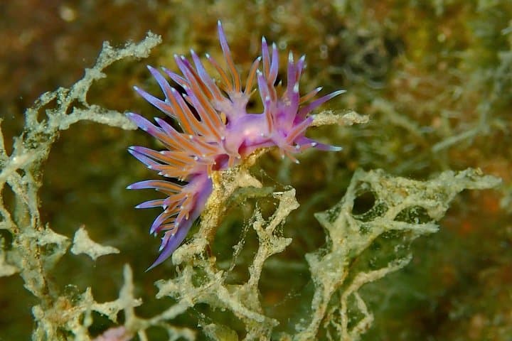 Shore Scuba at Agia Anna: Beginner Dives with Nima Diving Center, Naxos photo 4