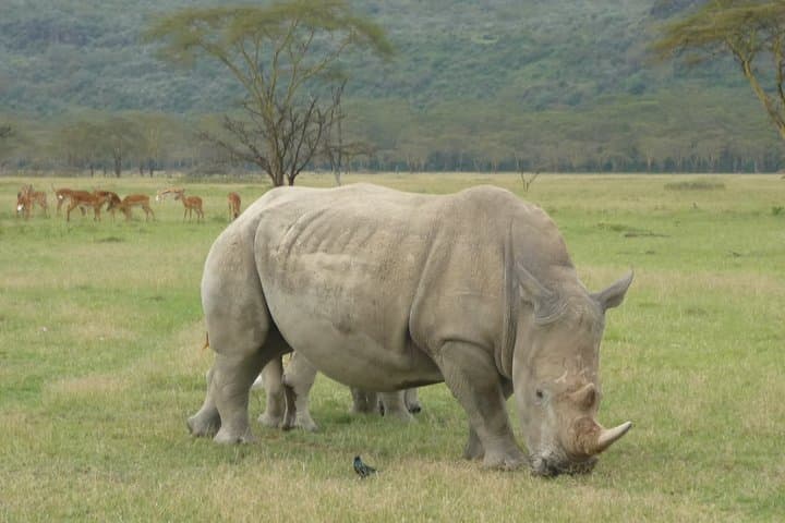 2-Day Lake Nakuru National Park Safari from Nairobi