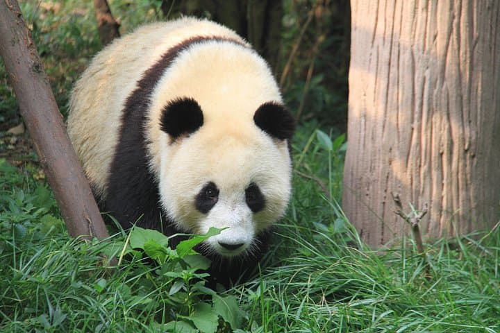 8-Day Private China Highlights Tour: Shanghai, Chengdu, Xi'an & Beijing