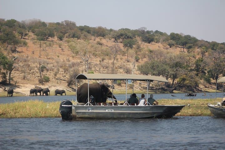 Chobe Day Safari from Victoria Falls: River Cruise, Lodge Lunch & Afternoon Game Drive