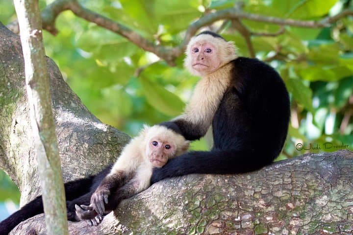 Roatán Zipline & Snorkel Adventure: 16-Line Canopy, Wildlife Park, and Coral Reef photo 6
