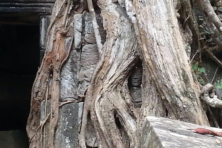 Half-Day Private Tour to Ta Prohm (Tomb Raider) & Banteay Kdei — Siem Reap Temple Walk photo 3