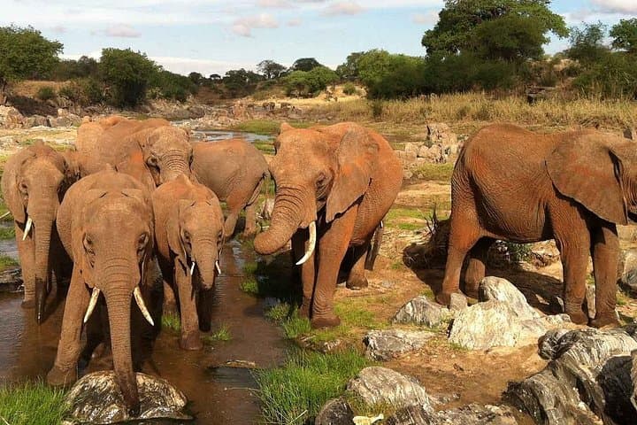 Tarangire National Park Day Trip: Dry-Season Wildlife & Baobab Game Drive photo 1