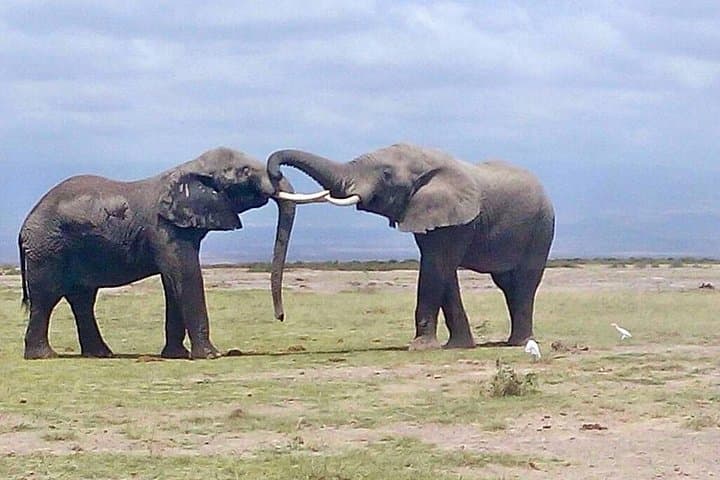 Tarangire National Park Day Trip: Dry-Season Wildlife & Baobab Game Drive photo 2