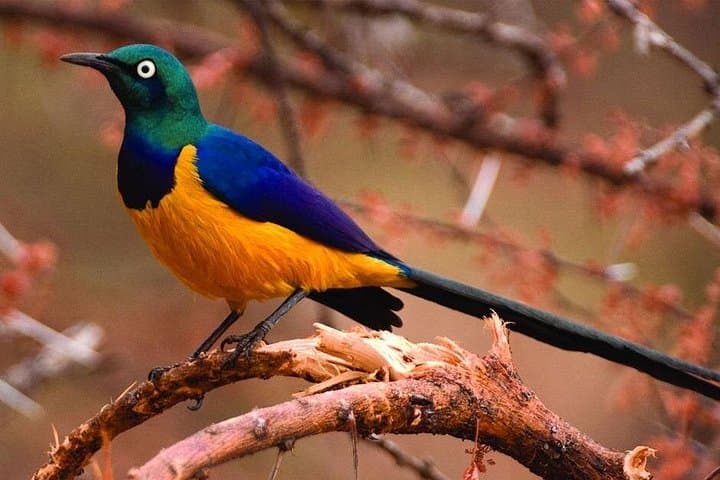 Lake Manyara Day Safari: Birding, Tree-Climbing Lions & Rift Valley Views photo 1