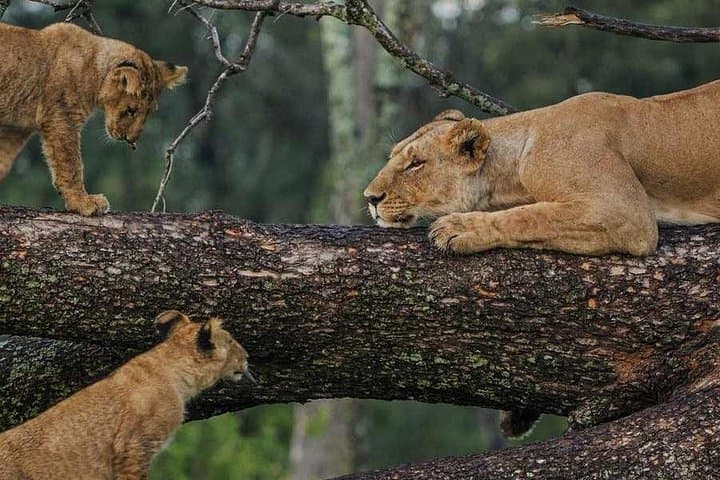 Lake Manyara Day Safari: Birding, Tree-Climbing Lions & Rift Valley Views photo 2