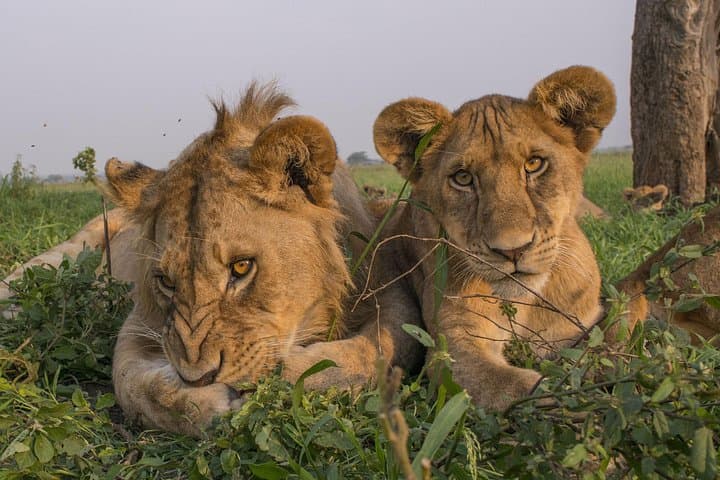 Lake Manyara Day Safari: Birding, Tree-Climbing Lions & Rift Valley Views photo 3