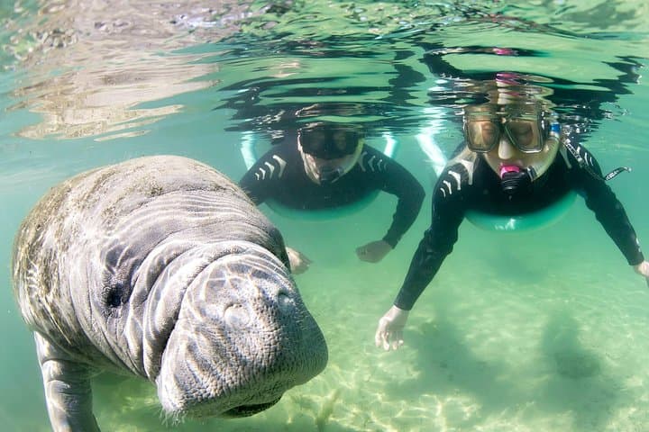 Swim with Manatees in Crystal River: A Small Group Snorkel Adventure