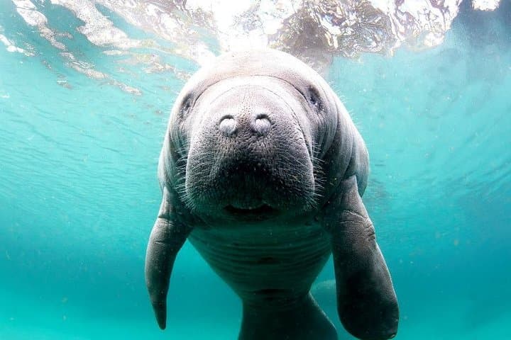 Swim with Manatees in Crystal River: A Small Group Snorkel Adventure photo 2