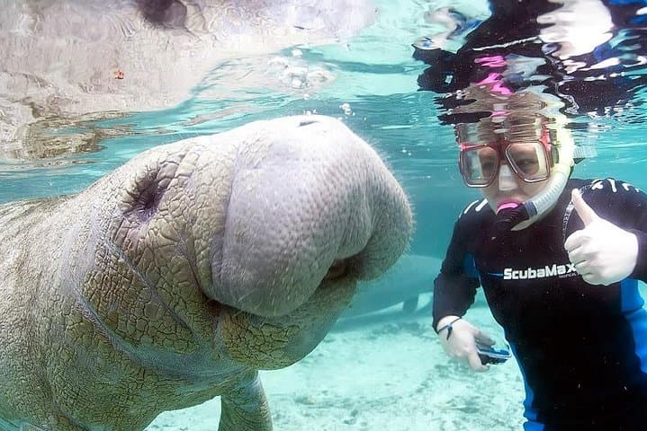 Swim with Manatees in Crystal River: A 3-Hour Guided Wildlife Adventure