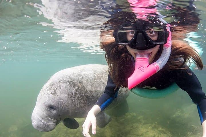 Swim with Manatees in Crystal River: A 3-Hour Guided Wildlife Adventure photo 3