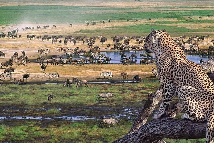 Ngorongoro Crater Day Trip: Safari on the Crater Floor