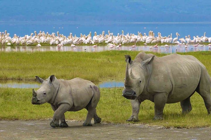 Ngorongoro Crater Day Trip: Safari on the Crater Floor photo 2