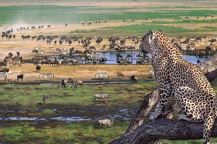 Private Tanzania Safari: Lake Manyara & Ngorongoro Crater Experience photo 1