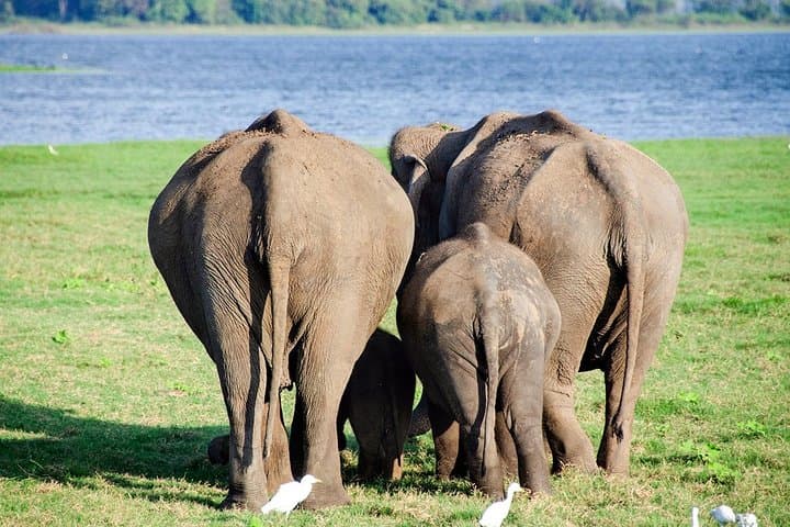 Colombo to Trincomalee Transfer with Dambulla Cave Visit and Elephant Safari photo 2
