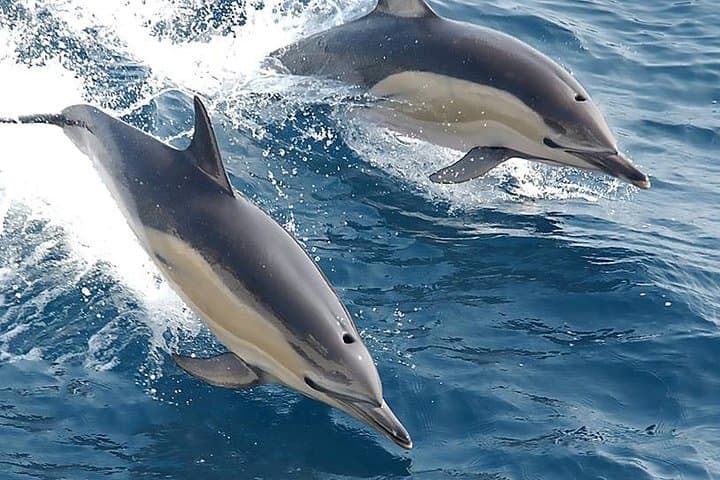 Albufeira Private Dolphin and Benagil Cave Tour — Sea-Cave Cruise & Wildlife Watching photo 2