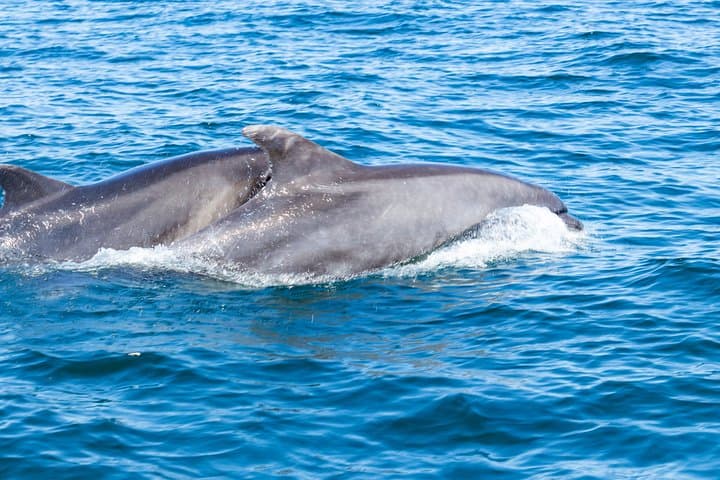 Albufeira Private Dolphin and Benagil Cave Tour — Sea-Cave Cruise & Wildlife Watching photo 4