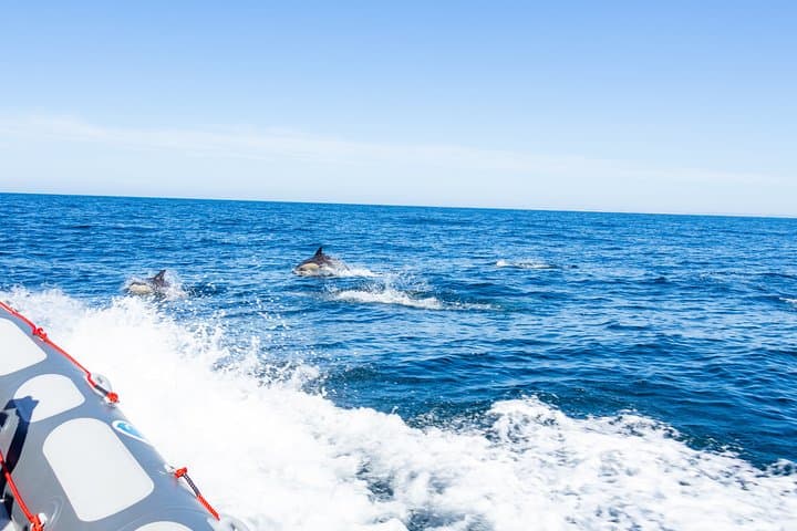 Albufeira Private Dolphin and Benagil Cave Tour — Sea-Cave Cruise & Wildlife Watching photo 6