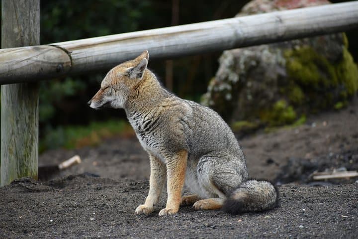 Full-Day Osorno Volcano and Petrohué Falls Premium Shared Tour from Puerto Varas photo 6
