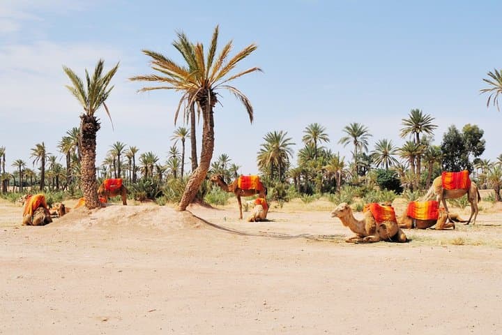 Buggy-and-Camel-Combo-in-Marrakech-Half-Day-Palmeraie-Adventure photo 2