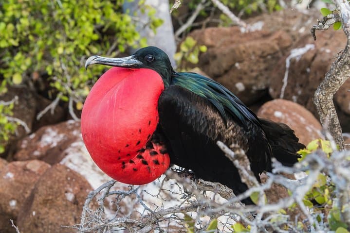North Seymour and Las Bachas Yacht Day Tour — Galápagos Wildlife, Snorkeling & History photo 6